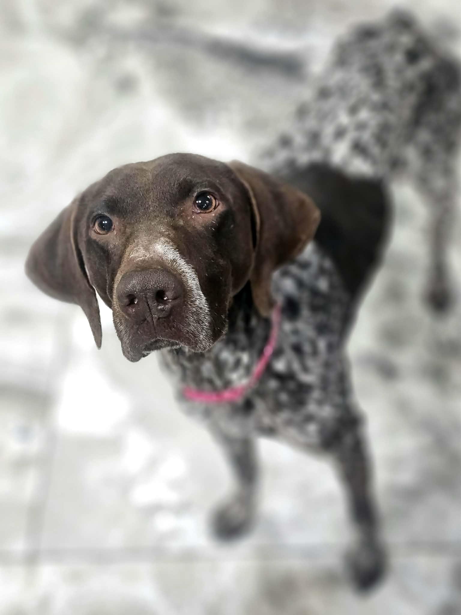 Enlarge Reba, a ADOPTABLE German Shorthaired Pointer in McDonough, GA image 4/6