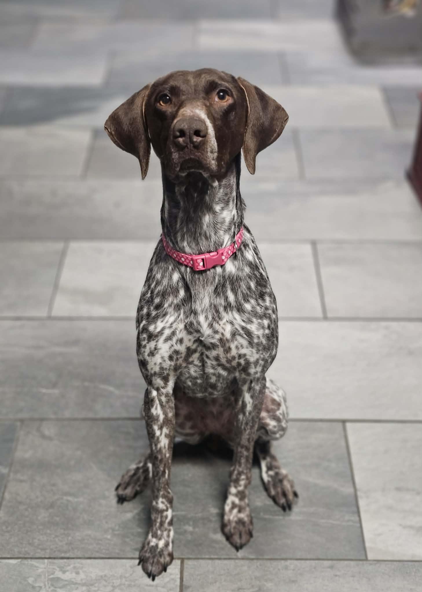 Enlarge Reba, a ADOPTABLE German Shorthaired Pointer in McDonough, GA image 2/6