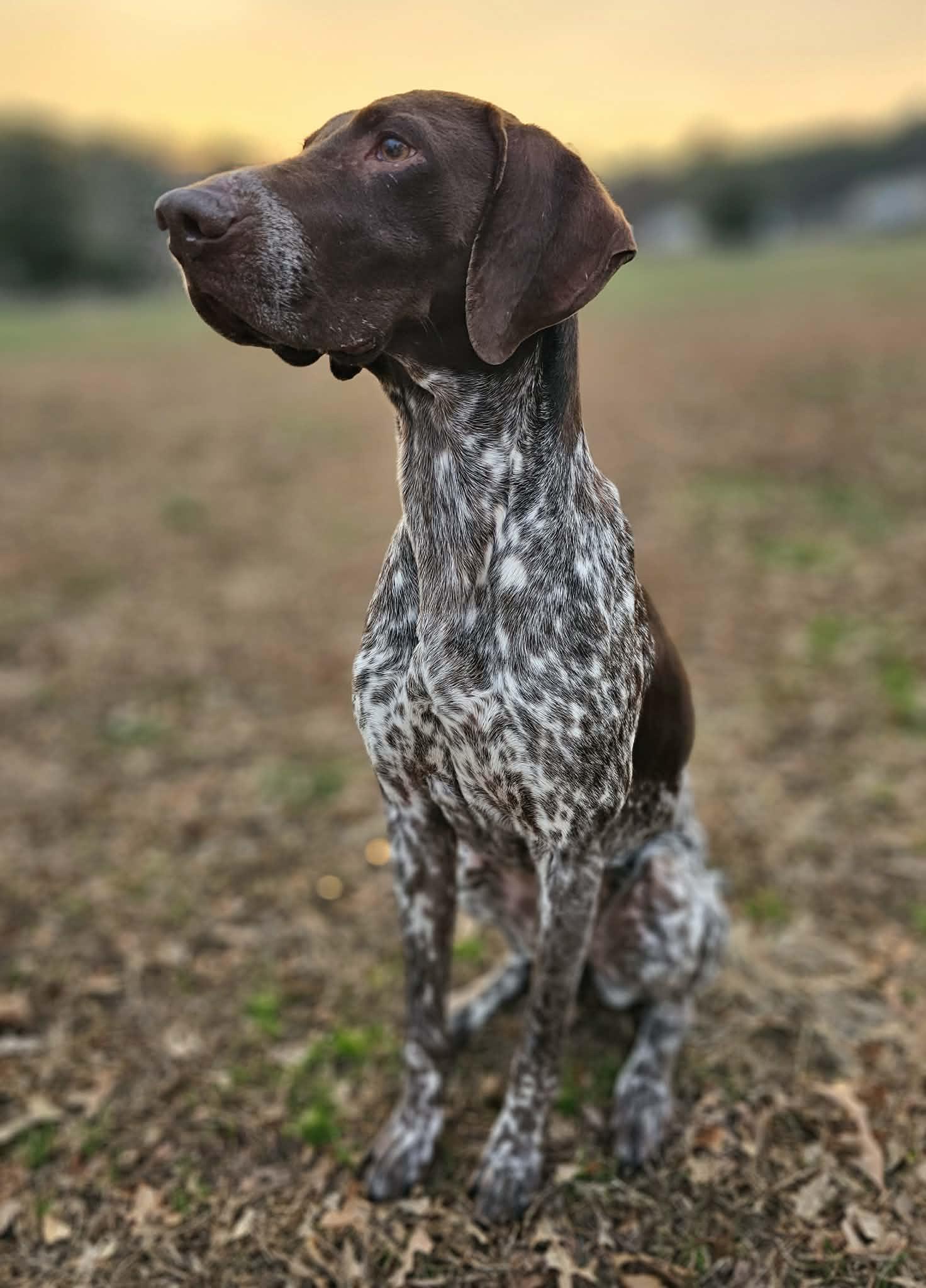 Reba, ADOPTABLE, Young Female German Shorthaired Pointer.