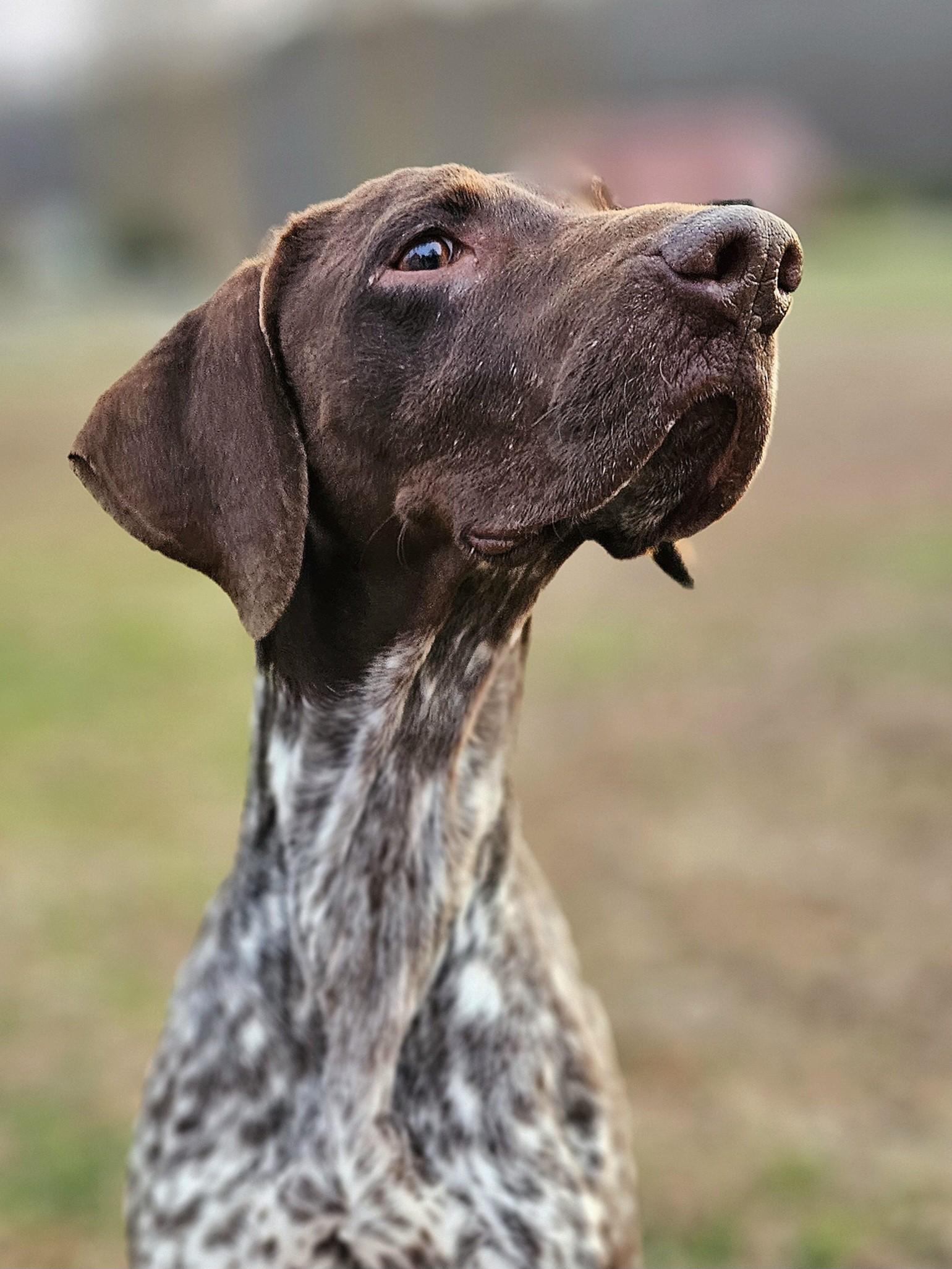 Enlarge Reba, a ADOPTABLE German Shorthaired Pointer in McDonough, GA image 5/6