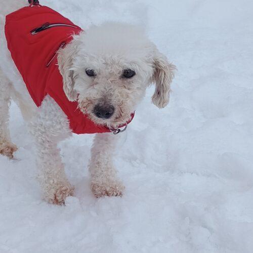 Enlarge Cruise, a Adoptable Bichon Frise in Hawkestone, ON image 1/5