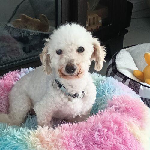 Enlarge Cruise, a Adoptable Bichon Frise in Hawkestone, ON image 2/5