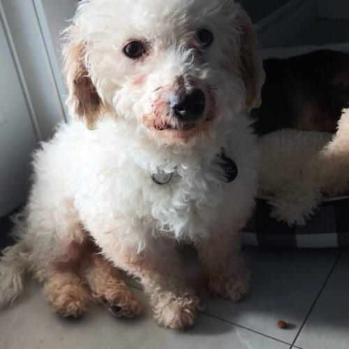 Enlarge Cruise, a Adoptable Bichon Frise in Hawkestone, ON image 3/5