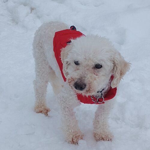 Enlarge Cruise, a Adoptable Bichon Frise in Hawkestone, ON image 4/5