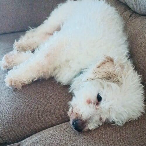 Enlarge Cruise, a Adoptable Bichon Frise in Hawkestone, ON image 5/5