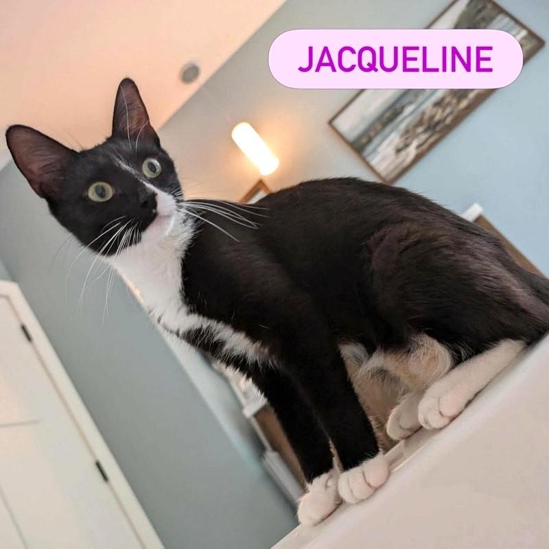 JACQUELINE, Adopted, Young Female Domestic Short Hair.