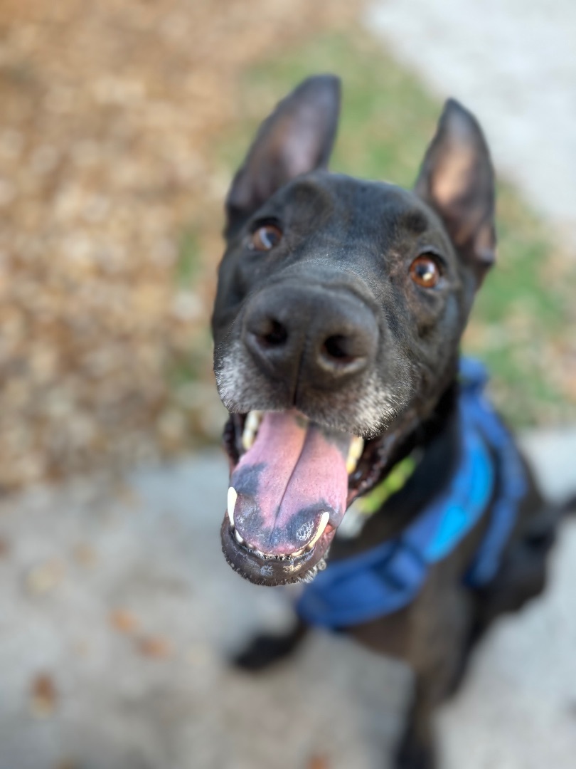 Kygo , Adopted, Young Male Staffordshire Bull Terrier.