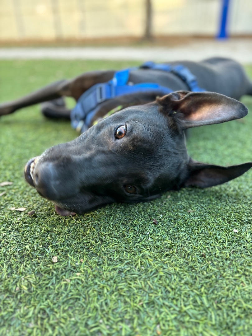 Kygo , a Adopted Staffordshire Bull Terrier in tampa, FL image 2/5