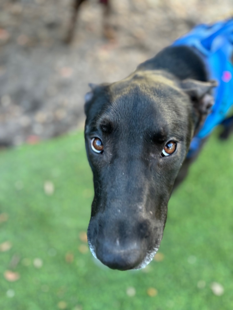 Kygo , a Adopted Staffordshire Bull Terrier in tampa, FL image 3/5