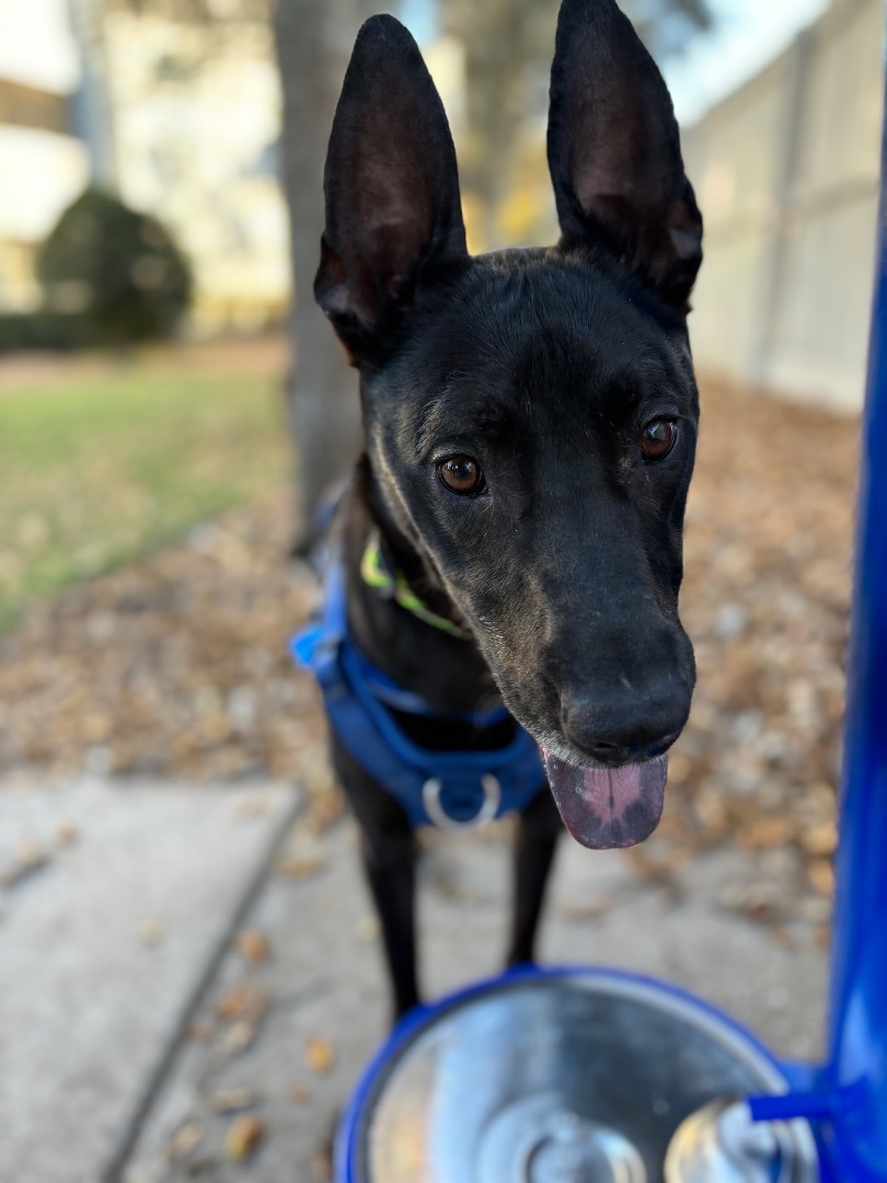 Kygo , a Adopted Staffordshire Bull Terrier in tampa, FL image 4/5