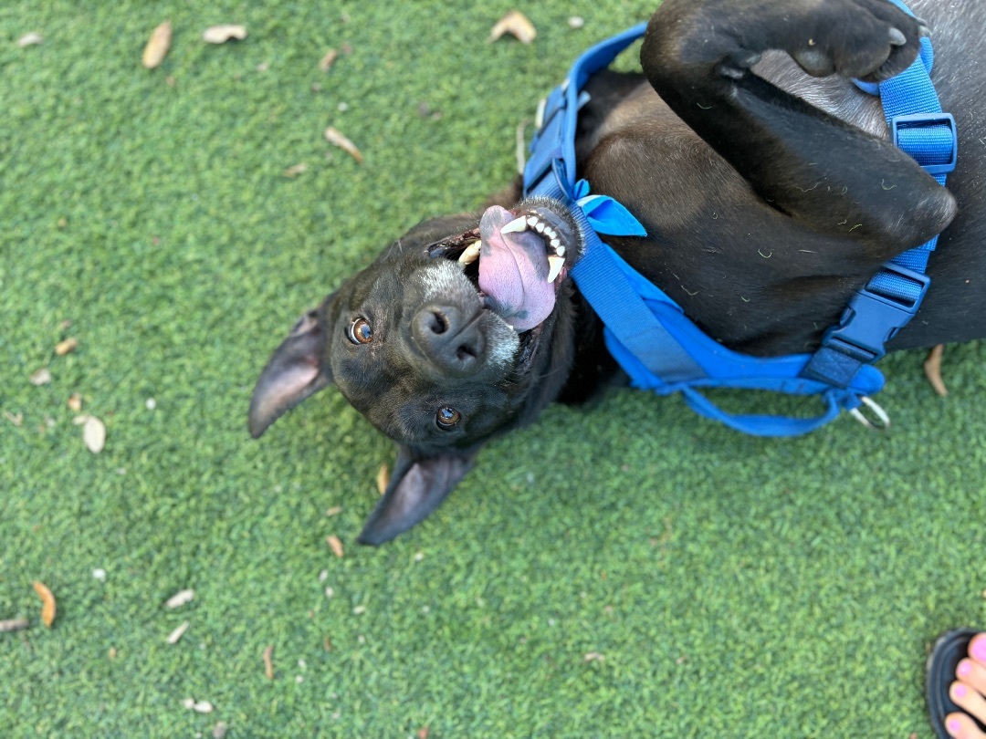 Kygo , a Adopted Staffordshire Bull Terrier in tampa, FL image 5/5