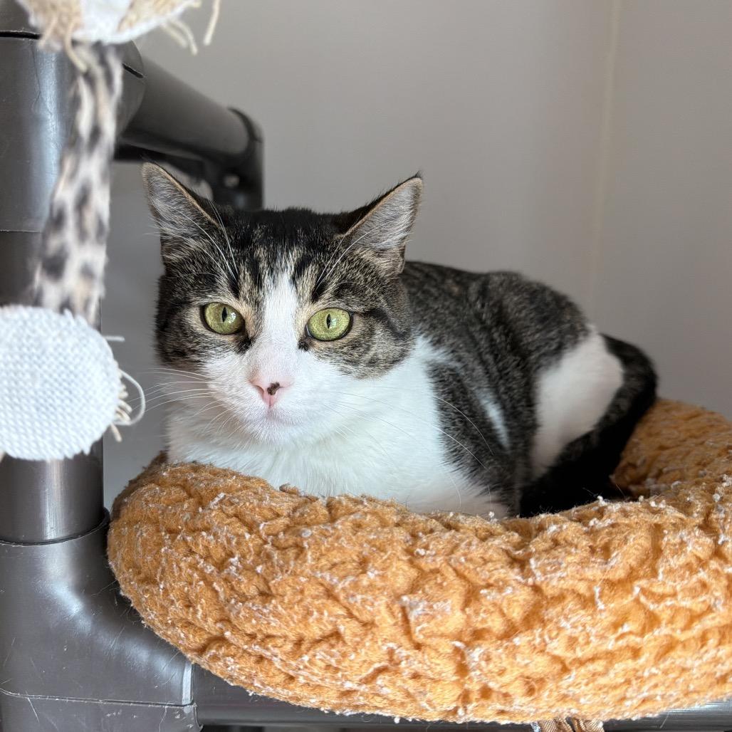 Enlarge Cinderella, a Adoptable mixed breed in Winston Salem, NC image 2/4