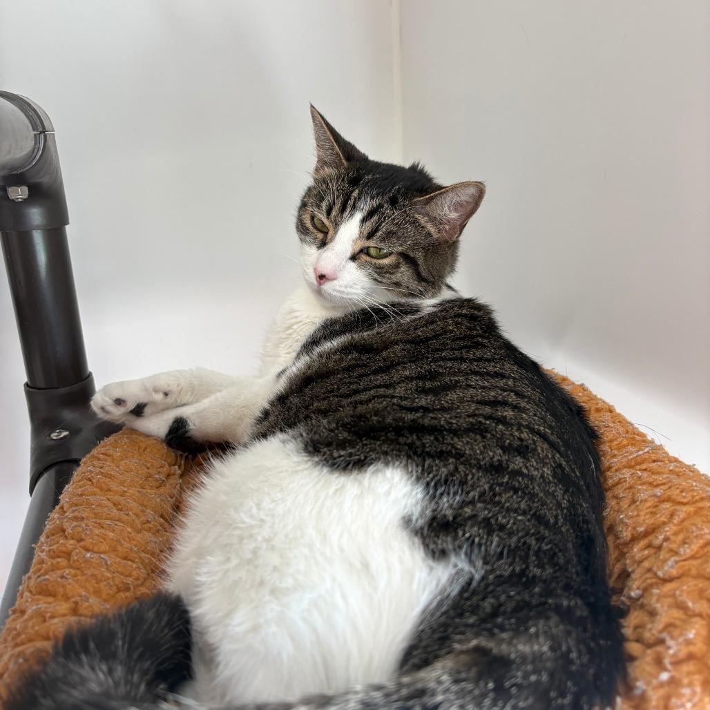 Enlarge Cinderella, a Adoptable mixed breed in Winston Salem, NC image 3/4