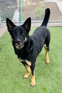 RAVEN, Adoptable, Adult Female German Shepherd Dog.