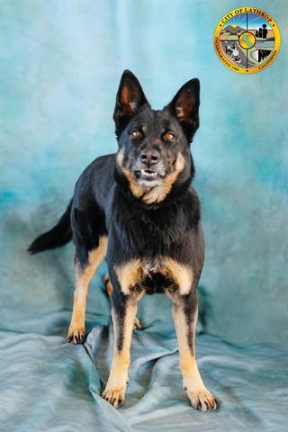 Enlarge RAVEN, a Adoptable German Shepherd Dog in Lathrop, CA image 1/1