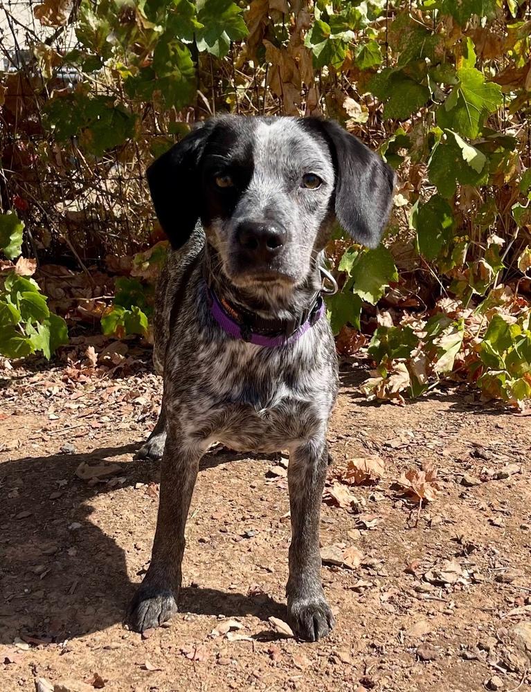 Chief, Adoptable, Young Male Beagle & Australian Cattle Dog / Blue Heeler.