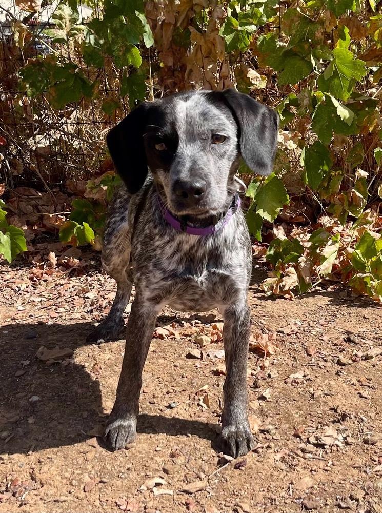 Enlarge Chief, a Adoptable mixed breed in Jamestown, CA image 2/2
