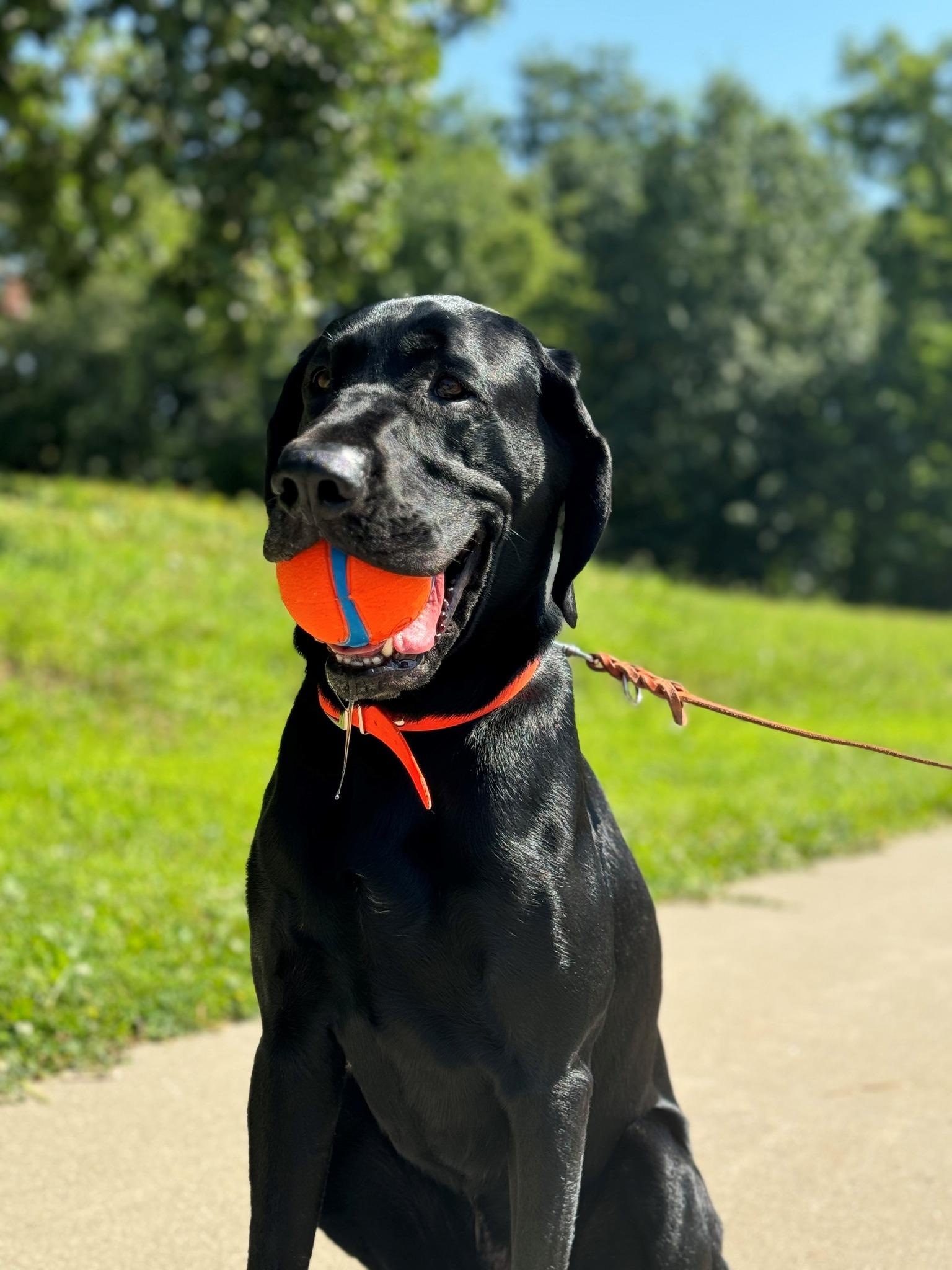 Goofy, an adoptable Labrador Retriever, Hound in Santa Paula, CA, 93060 | Photo Image 2