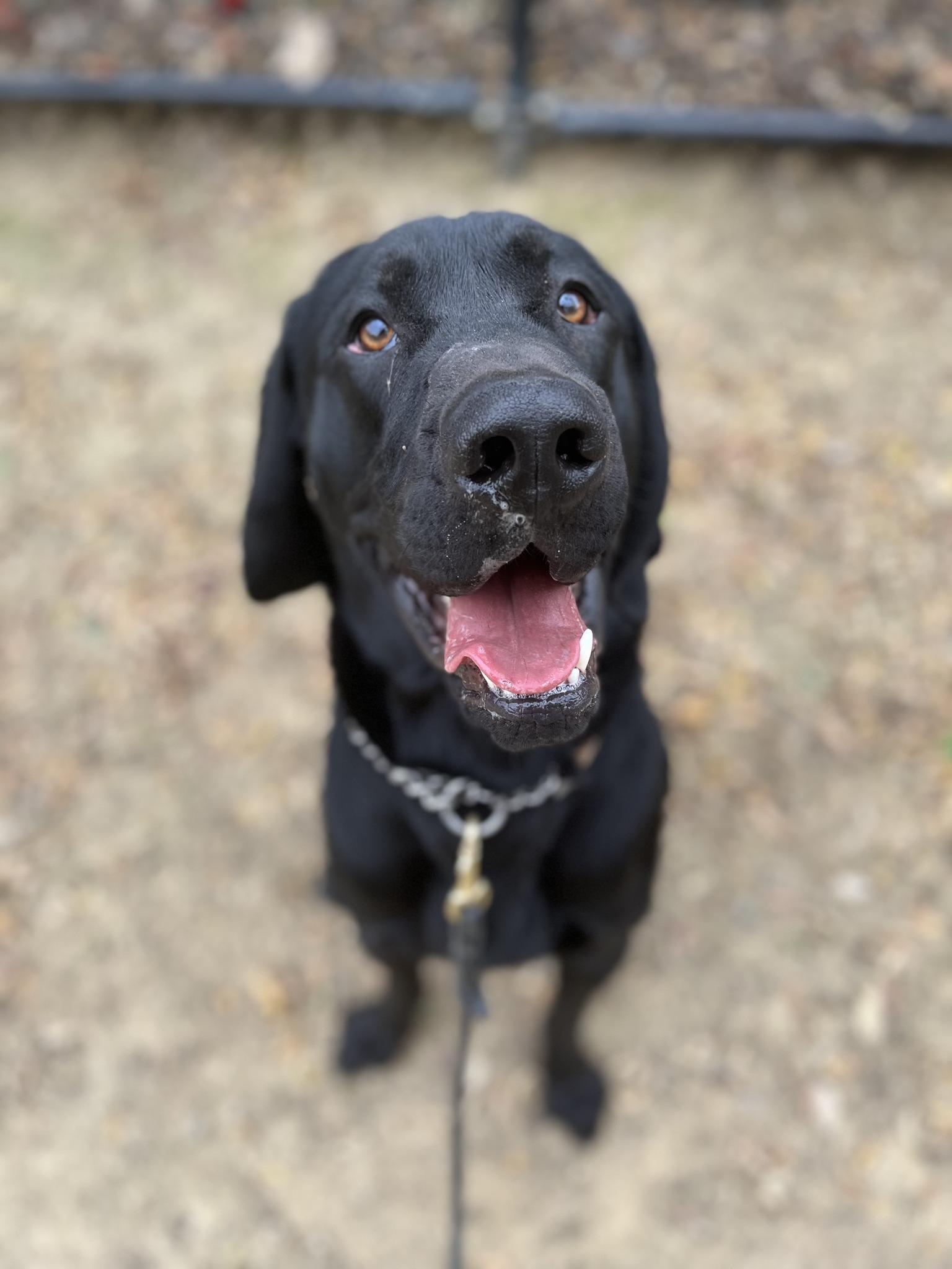 Goofy, an adoptable Labrador Retriever, Hound in Santa Paula, CA, 93060 | Photo Image 1