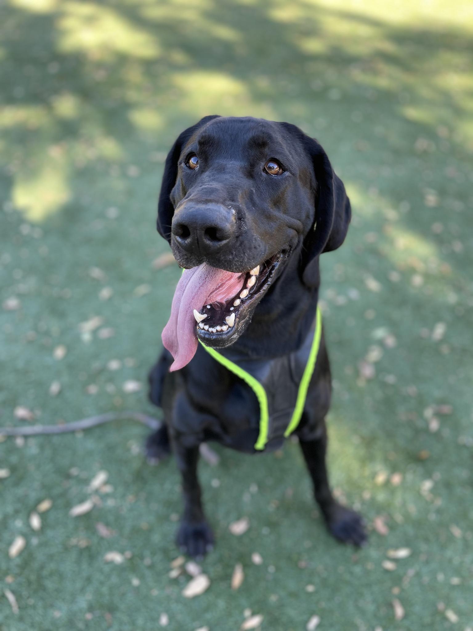 Goofy, an adoptable Labrador Retriever, Hound in Santa Paula, CA, 93060 | Photo Image 4