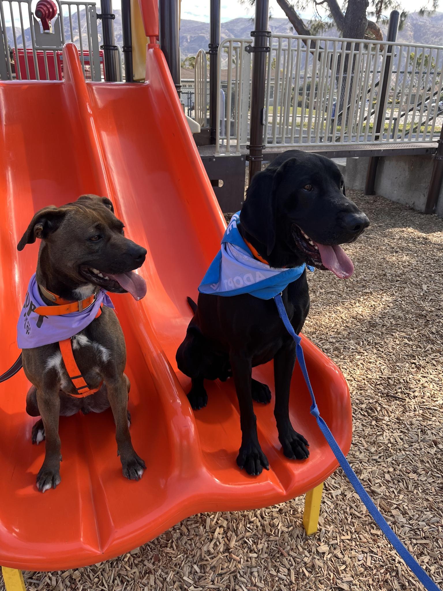 Goofy, an adoptable Labrador Retriever, Hound in Santa Paula, CA, 93060 | Photo Image 5