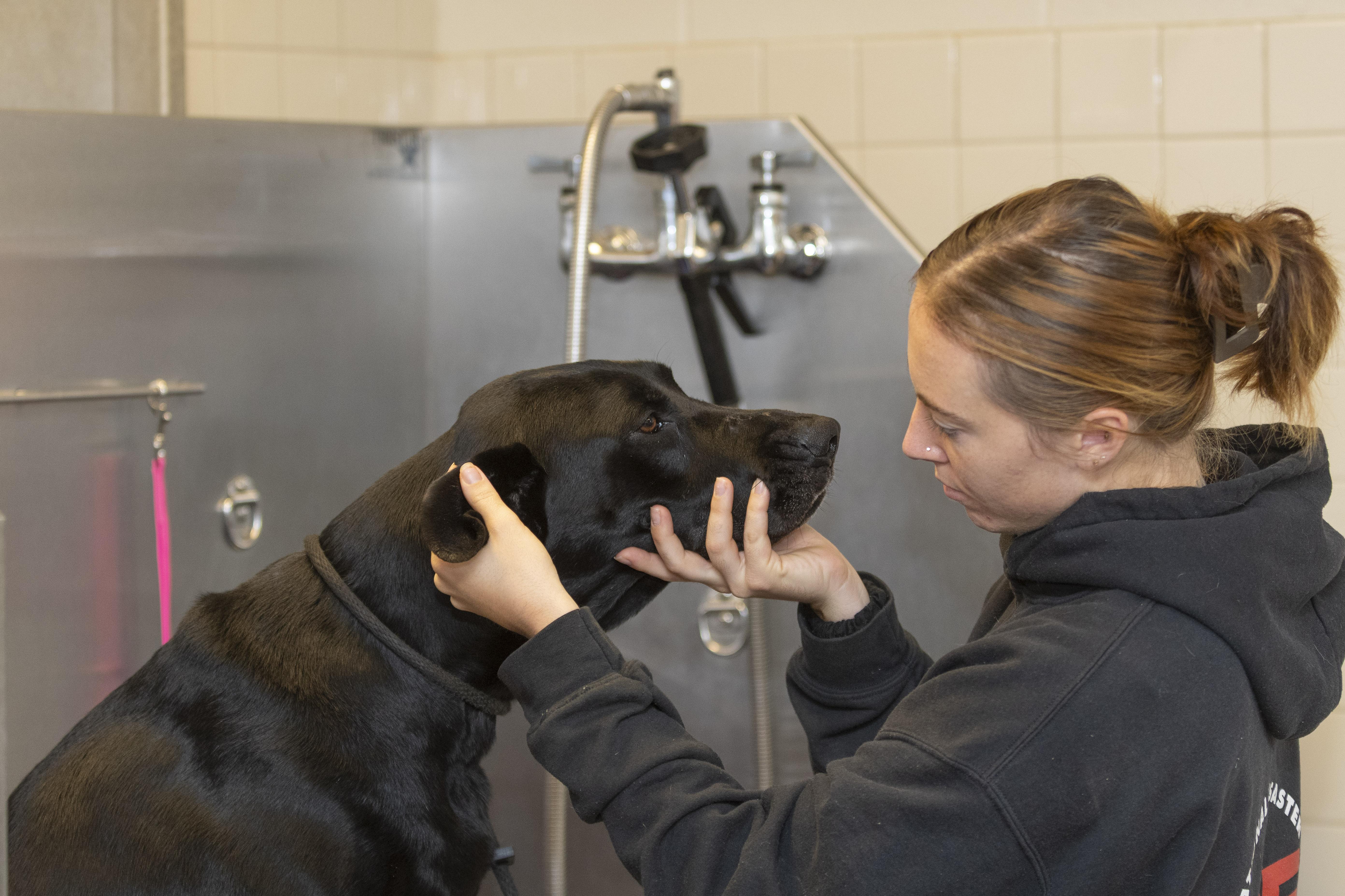 Goofy, an adoptable Labrador Retriever, Hound in Santa Paula, CA, 93060 | Photo Image 3
