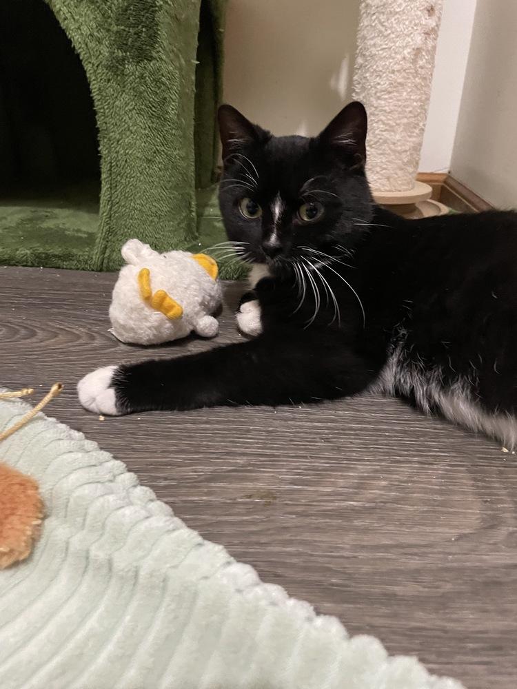 Snickers, Adoptable, Kitten Male Domestic Short Hair.