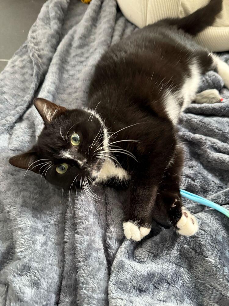 Enlarge Snickers, a Adoptable Domestic Short Hair in Milltown, NJ image 3/3