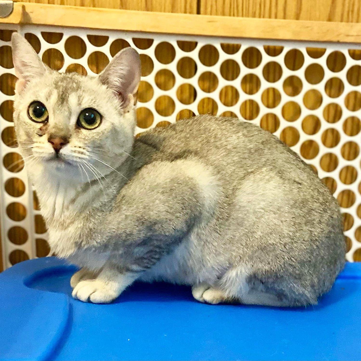Kyren, Adoptable, Young Female American Shorthair.
