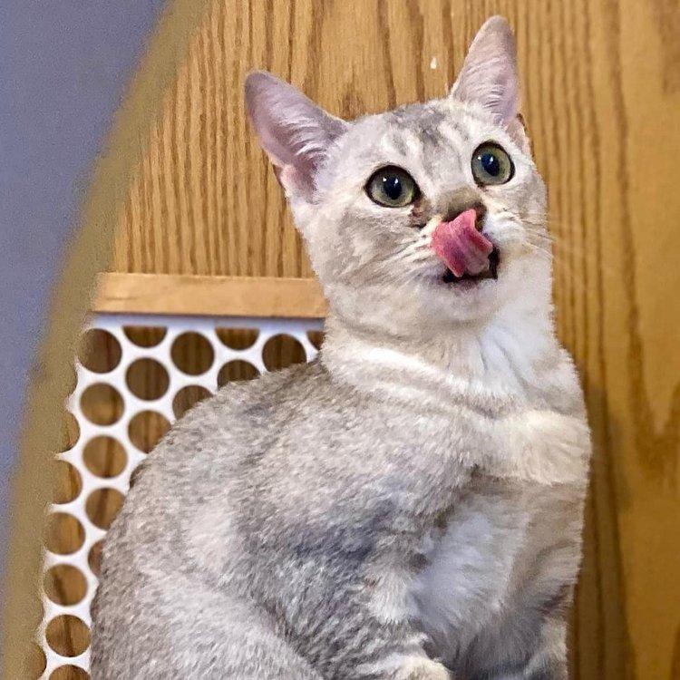 Kyren, a Adoptable American Shorthair in Abbotsford, BC image 2/3