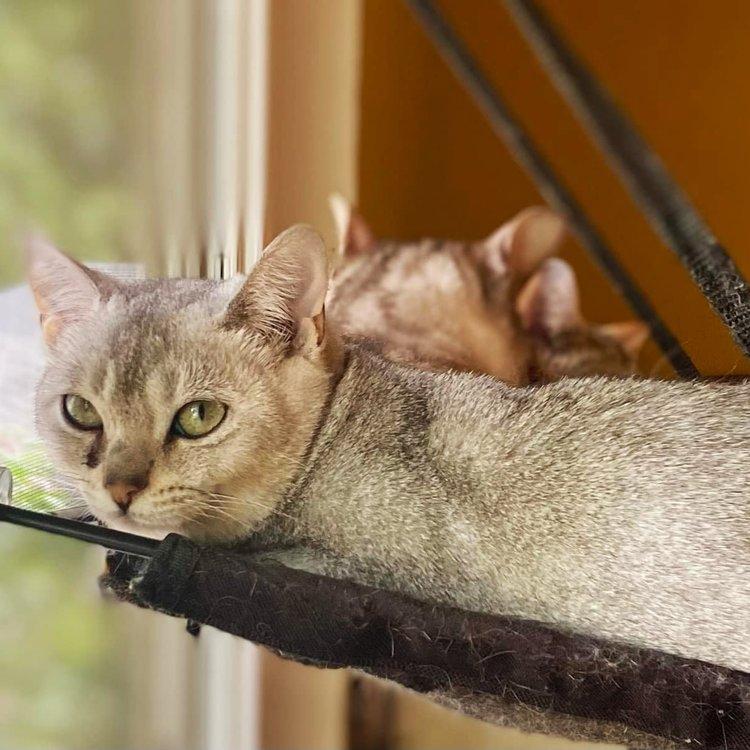 Kyren, a Adoptable American Shorthair in Abbotsford, BC image 3/3