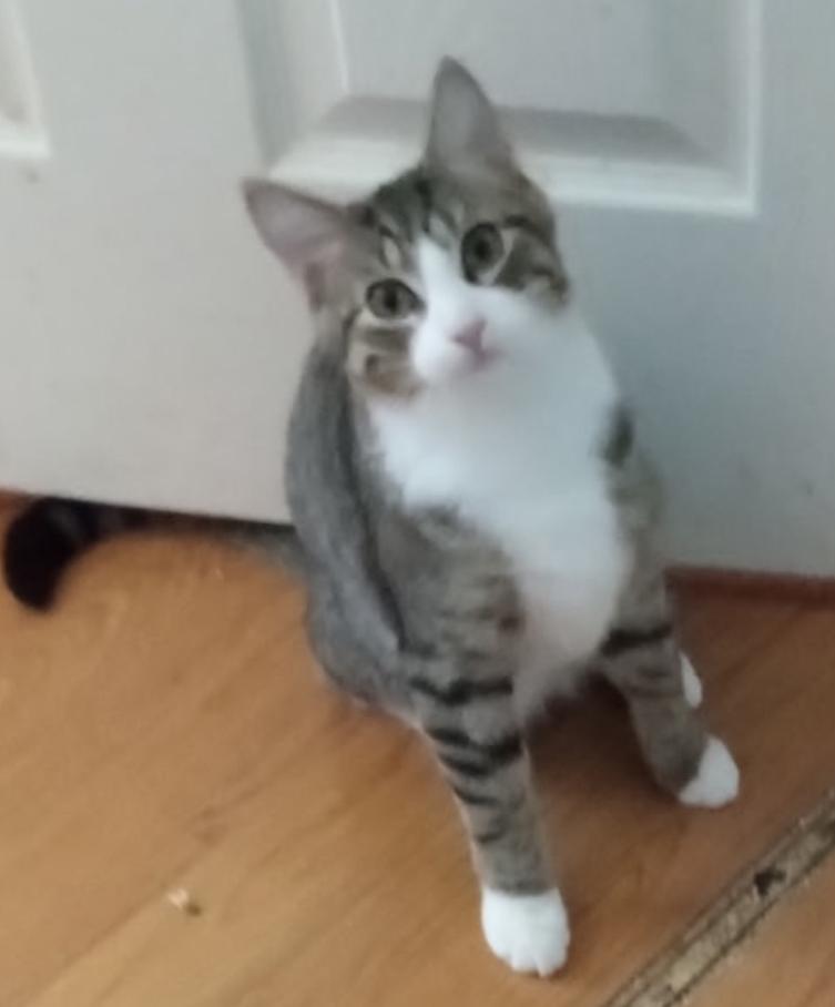 COLTER, Adoptable, Young Male Domestic Short Hair.