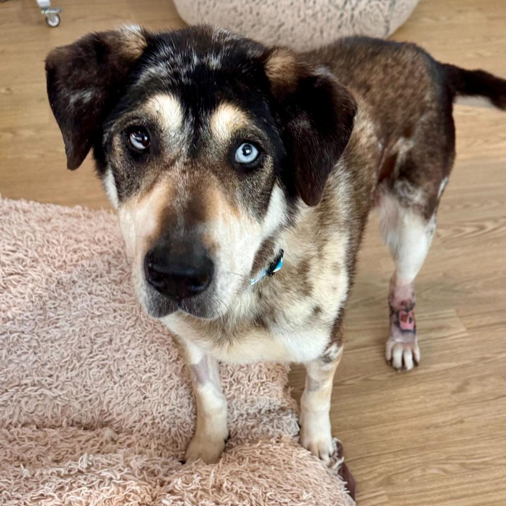 Willow Wags 13857, Adoptable, Senior Female Catahoula Leopard Dog & Husky.