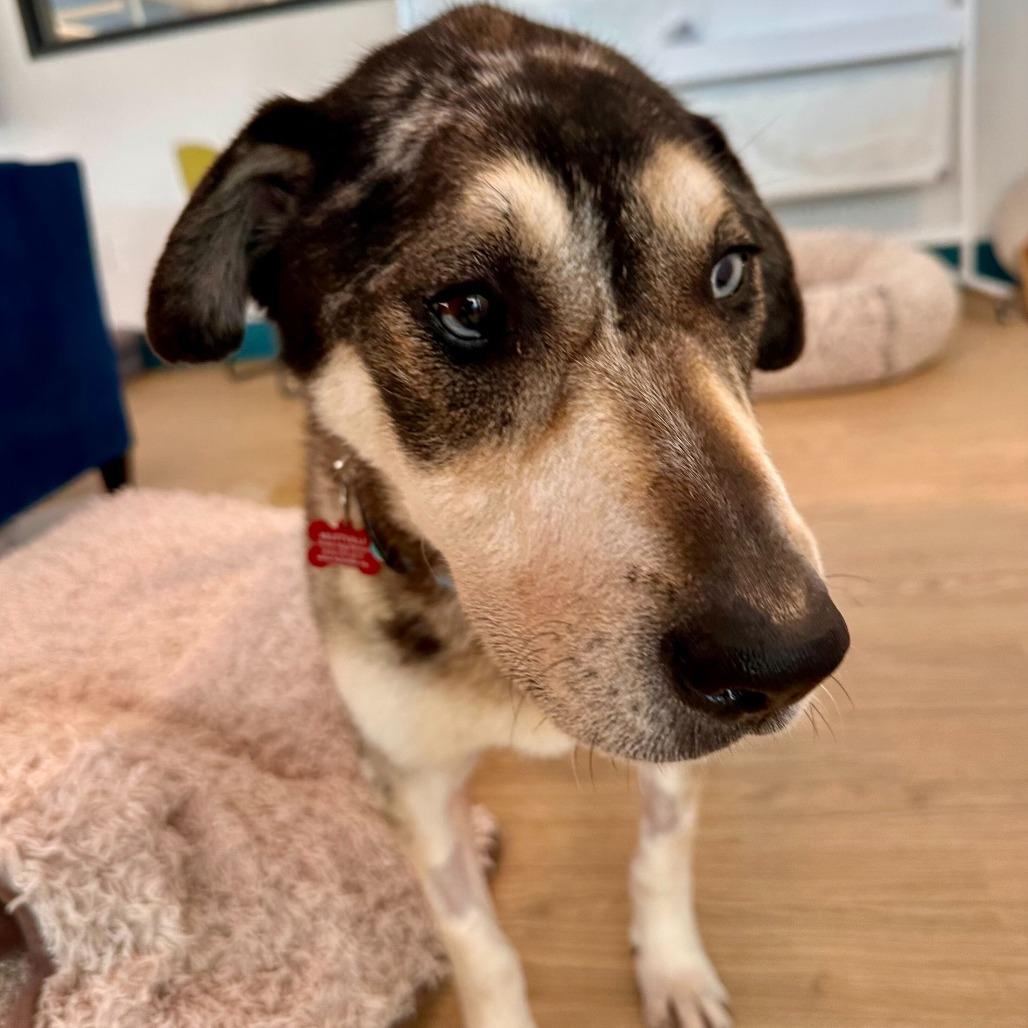 Enlarge Willow Wags 13857, a Adoptable mixed breed in San Francisco, CA image 2/6