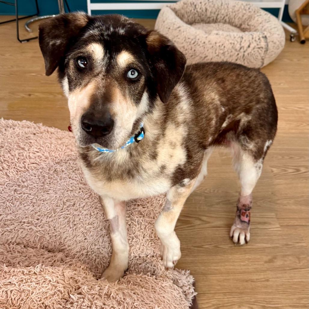 Enlarge Willow Wags 13857, a Adoptable mixed breed in San Francisco, CA image 4/6