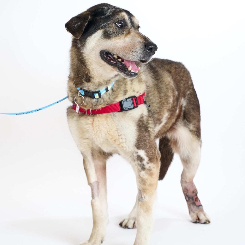 Enlarge Willow Wags 13857, a Adoptable mixed breed in San Francisco, CA image 5/6