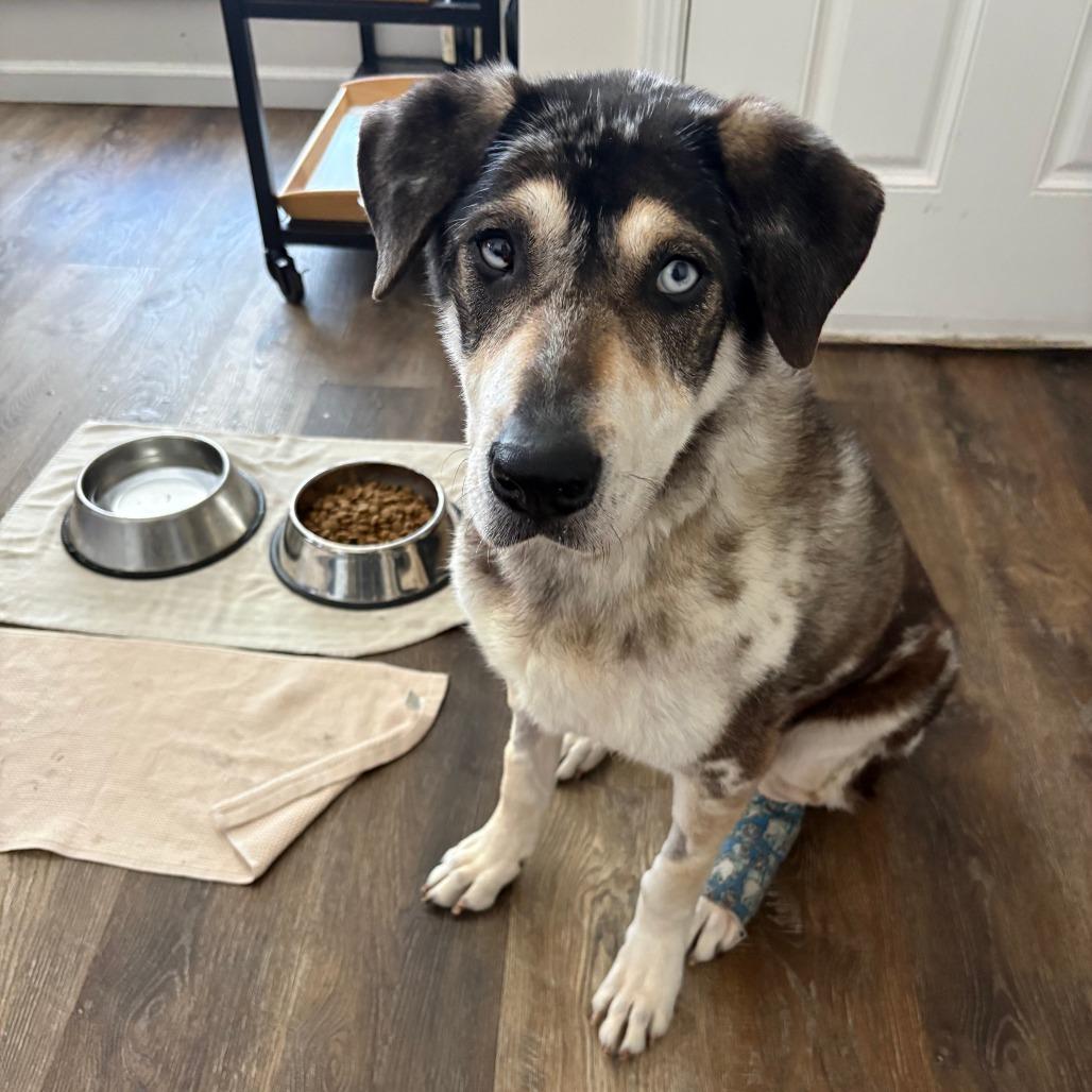 Enlarge Willow Wags 13857, a Adoptable mixed breed in San Francisco, CA image 6/6