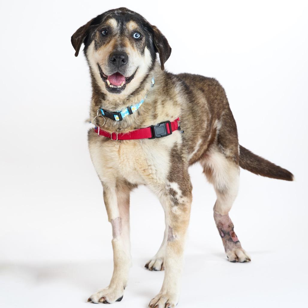 Enlarge Willow Wags 13857, a Adoptable mixed breed in San Francisco, CA image 6/6