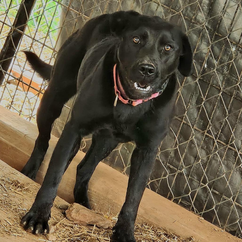 Amanda, Adoptable, Young Female Labrador Retriever & Mixed Breed.