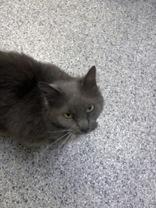Jupiter, a ADOPTABLE Domestic Long Hair in Potsdam, NY image 2/4
