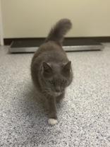 Jupiter, ADOPTABLE, Senior Female Domestic Long Hair.