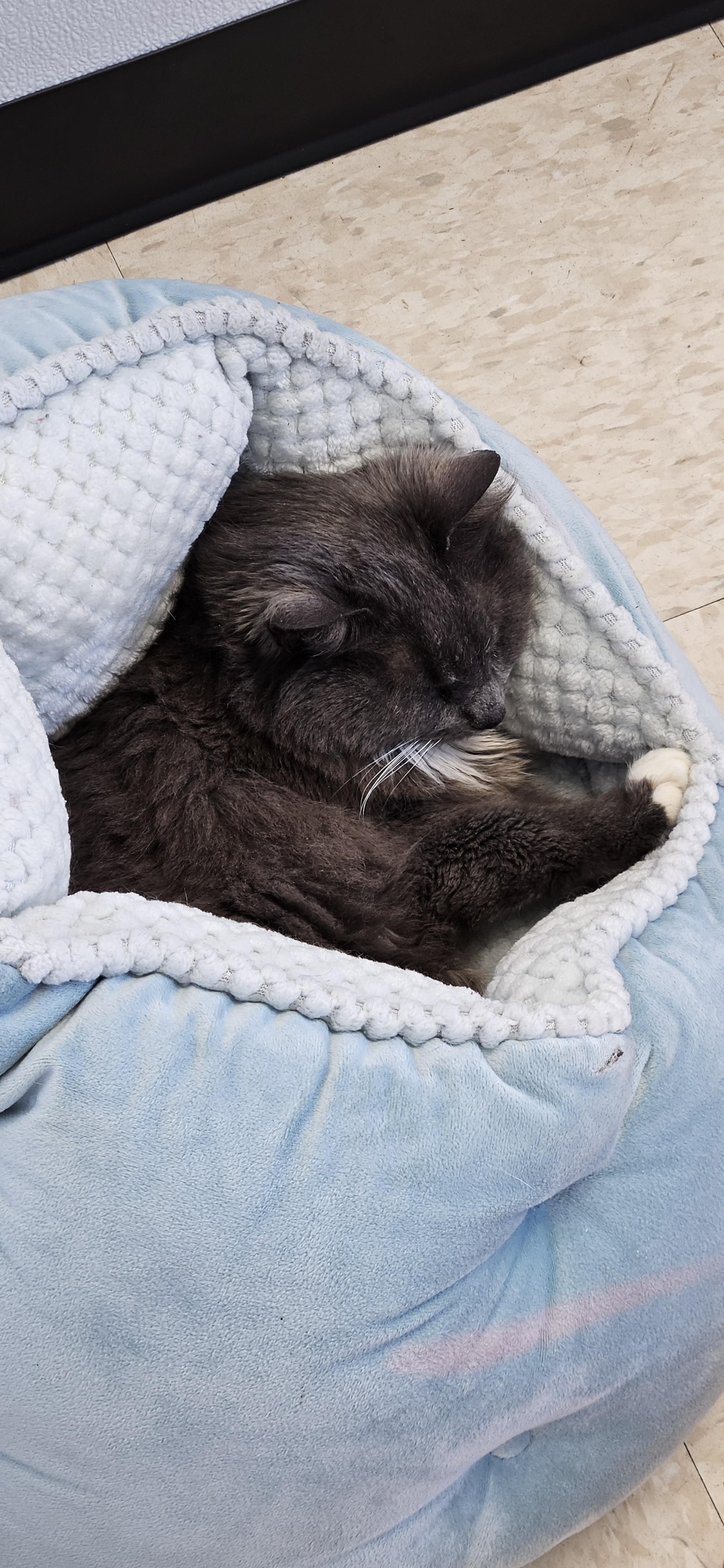 Jupiter, a ADOPTABLE Domestic Long Hair in Potsdam, NY image 4/4
