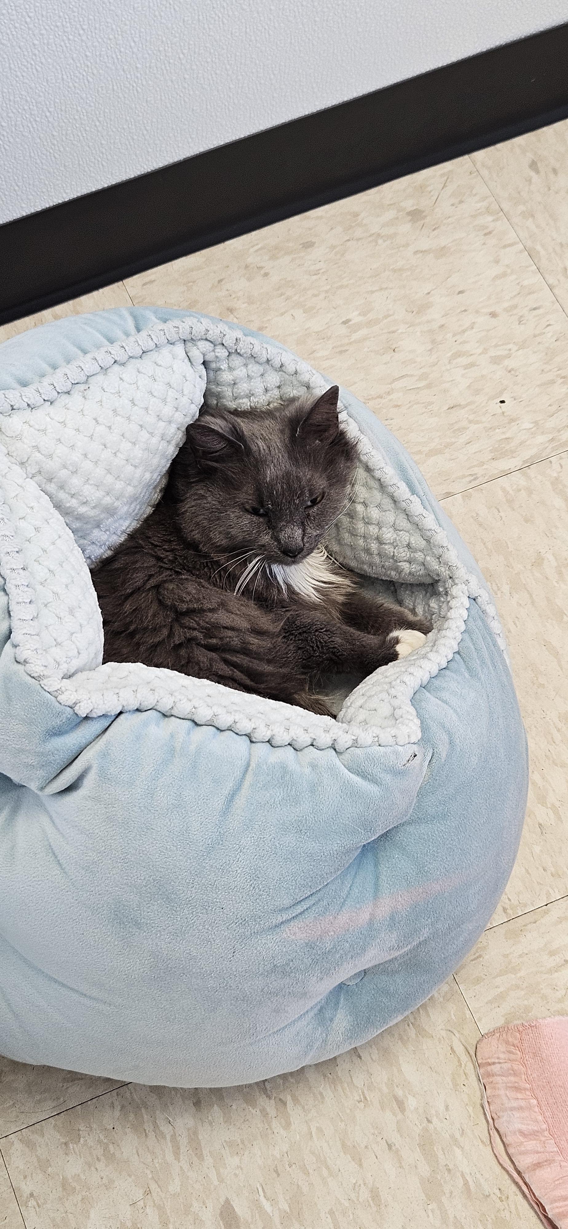 Jupiter, a ADOPTABLE Domestic Long Hair in Potsdam, NY image 3/4