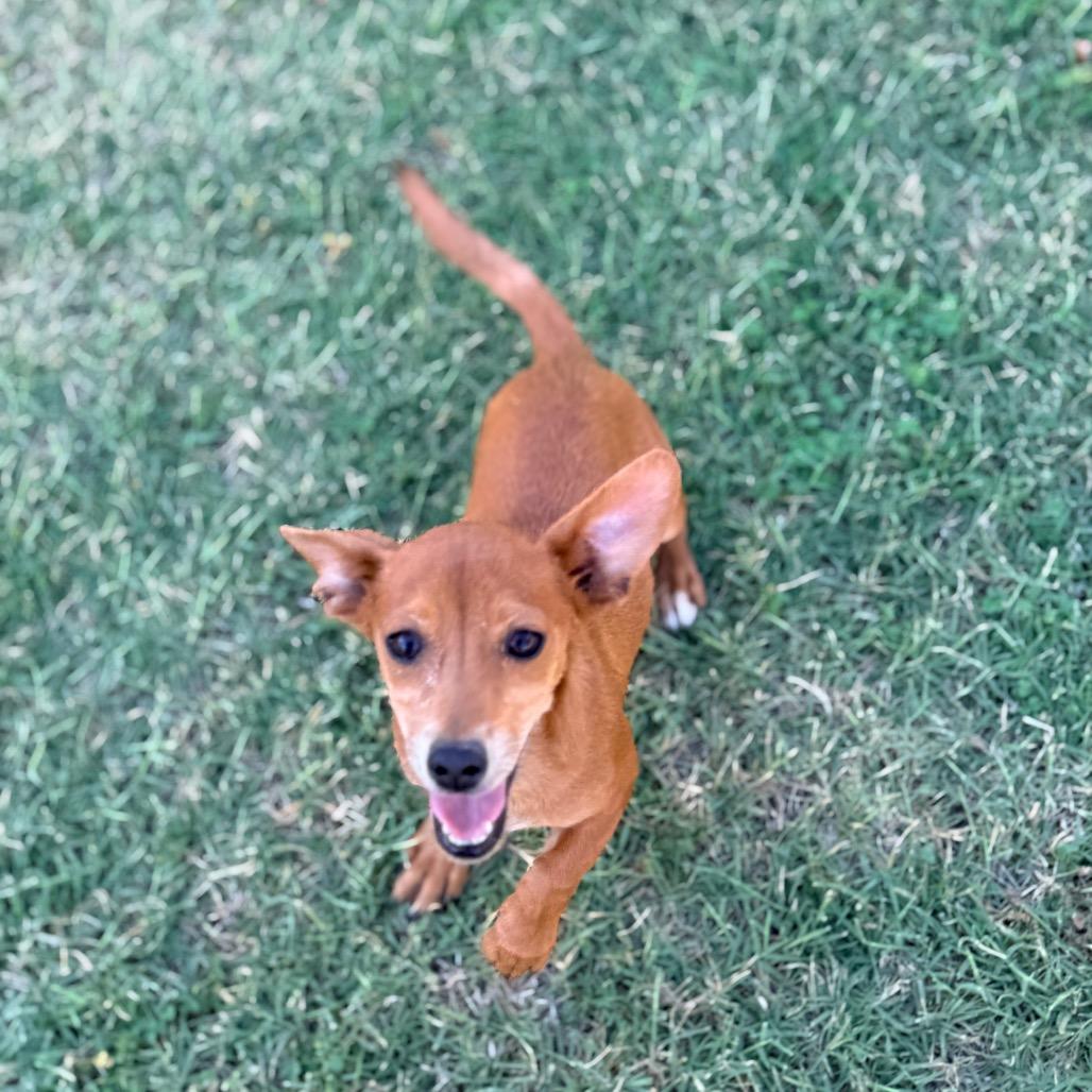 Bud, Adoptable, Puppy Male Terrier & Mixed Breed.