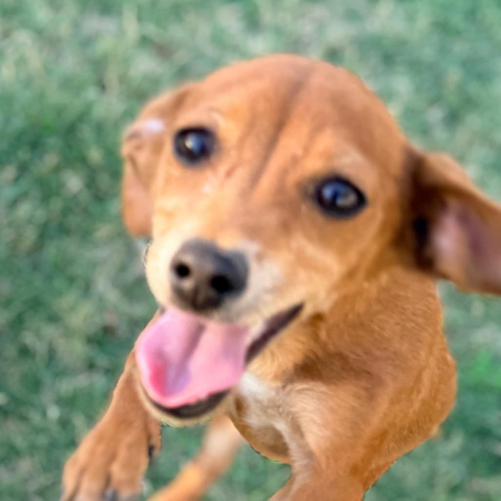 Enlarge Bud, a Adoptable mixed breed in Sacramento, CA image 2/4