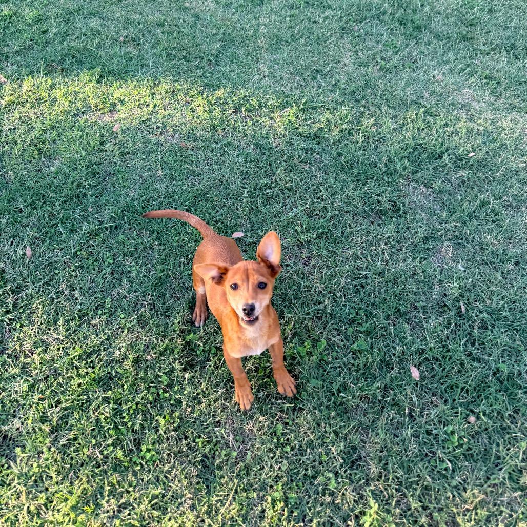 Enlarge Bud, a Adoptable mixed breed in Sacramento, CA image 3/4