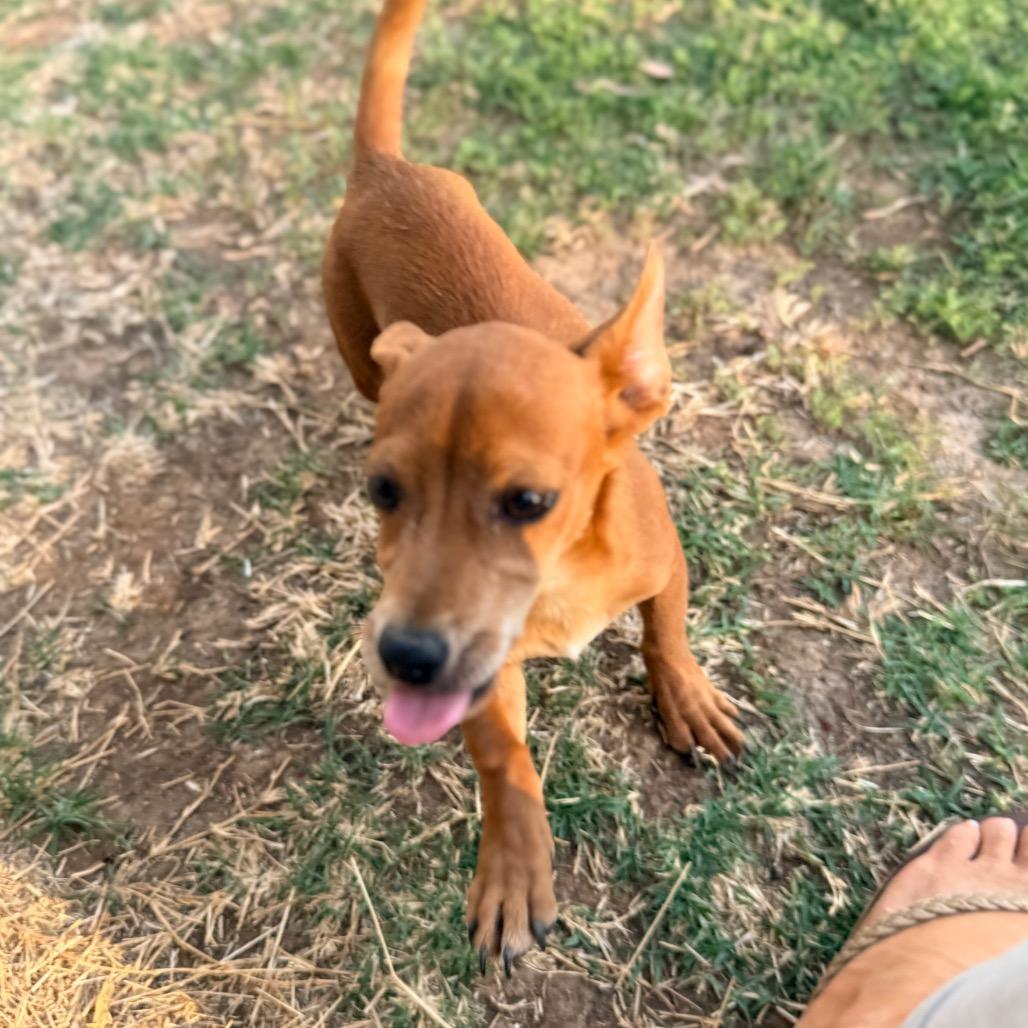 Enlarge Bud, a Adoptable mixed breed in Sacramento, CA image 4/4