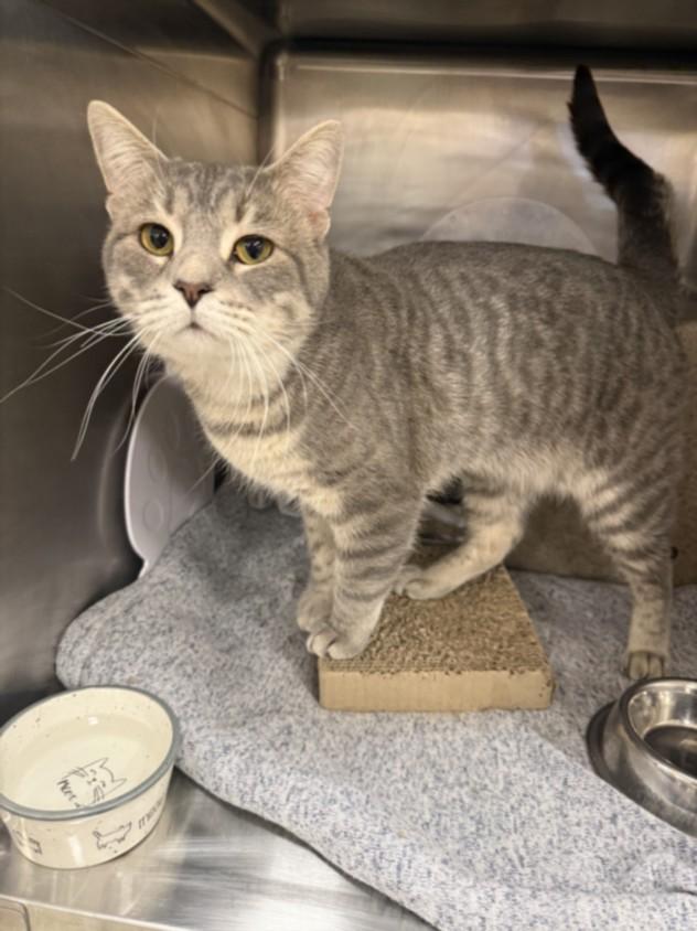 ALDER, Adoptable, Adult Male Domestic Short Hair.