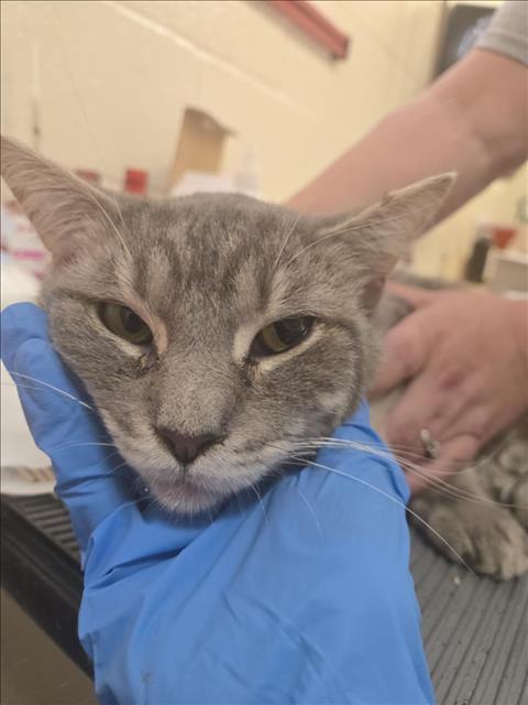 Enlarge ALDER, a Adoptable Domestic Short Hair in Hagerstown, MD image 1/1