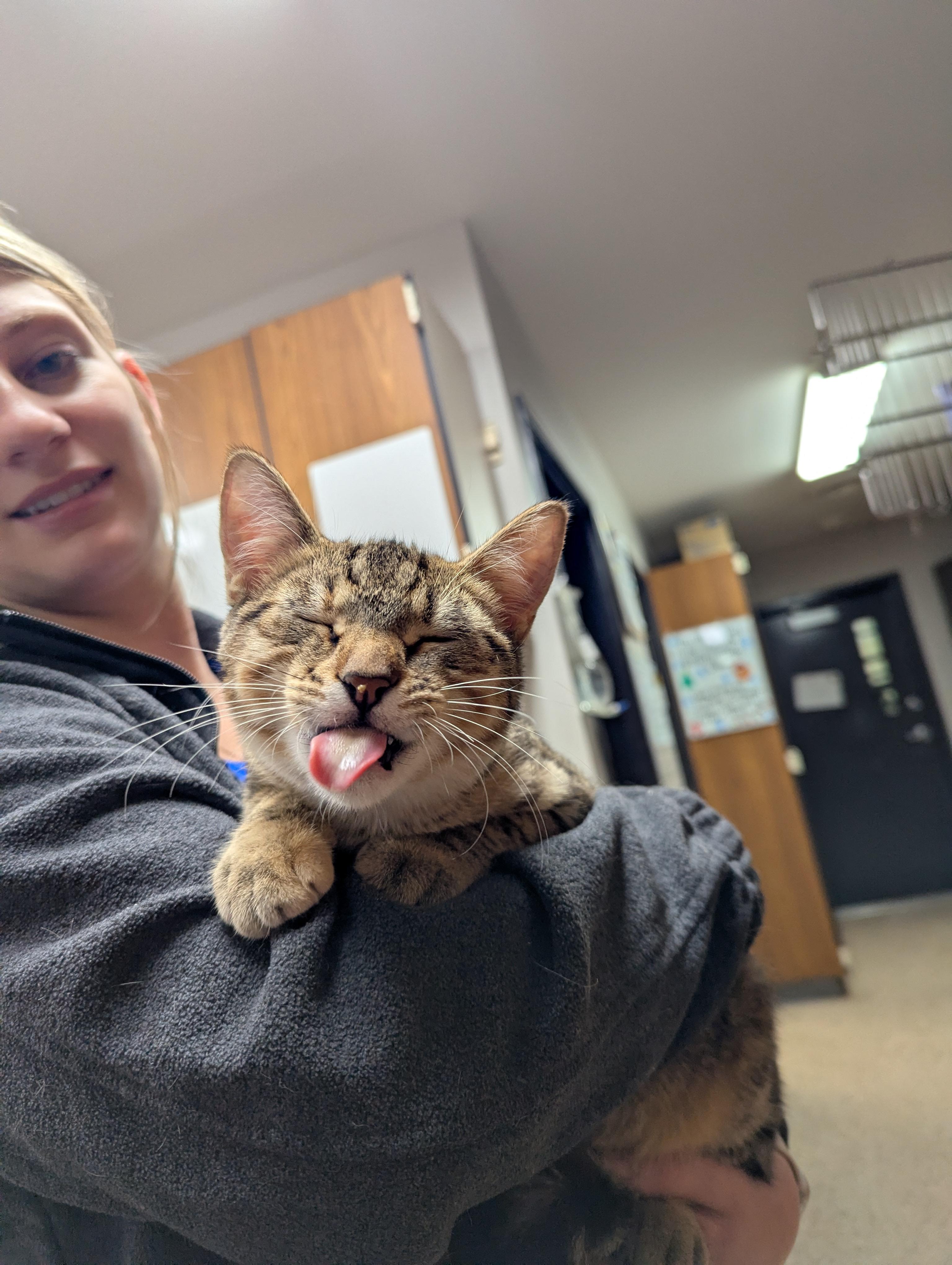 Sandy, ADOPTABLE, Young Female Domestic Short Hair.